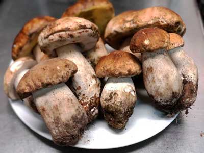 Funghi Porcini Ristorante GG8 Hotel